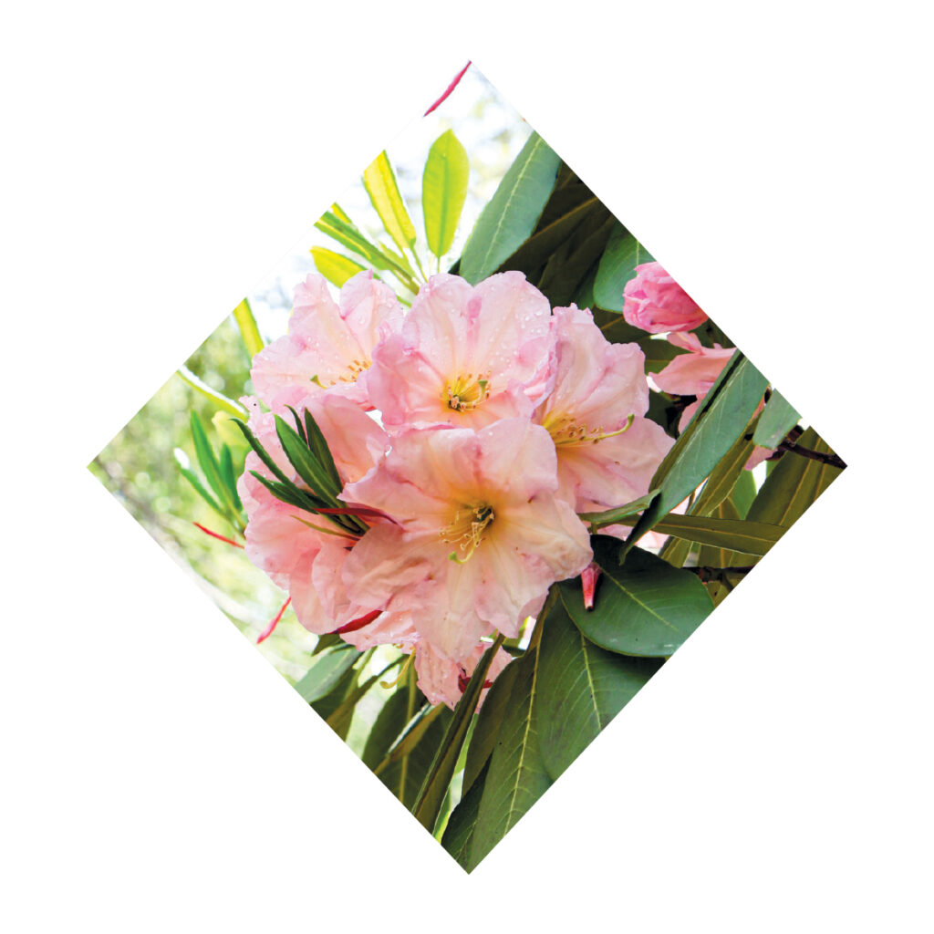 Rhododendrons – Cape Cod and The Islands Magazine