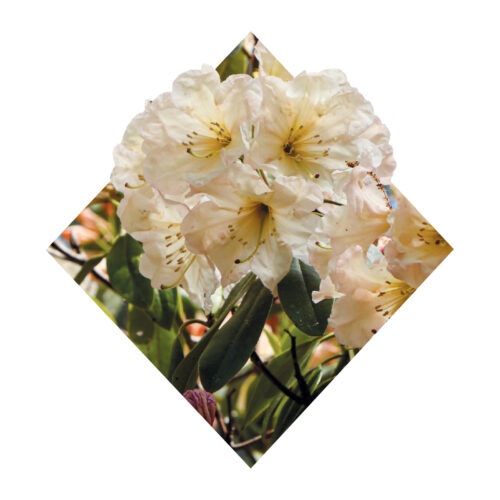 Rhododendrons – Cape Cod and The Islands Magazine
