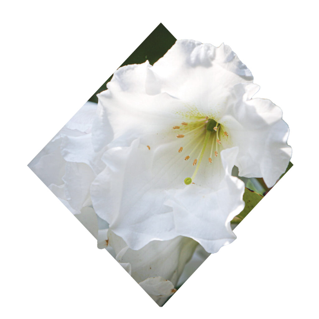 Rhododendrons – Cape Cod and The Islands Magazine