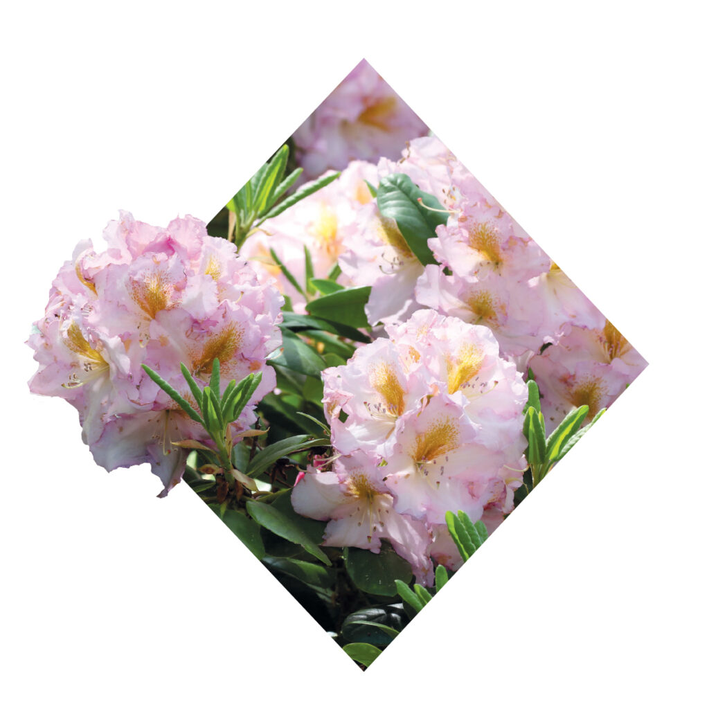 Rhododendrons – Cape Cod and The Islands Magazine